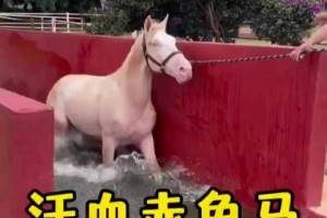 “汗血宝马多少钱” 中国有几匹汗血宝马？