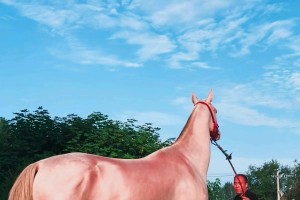 汗血宝马起源︰(汗血宝马何时传入中国)