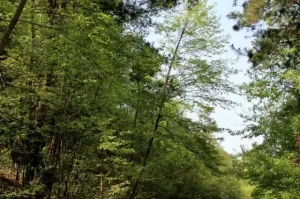 疫情竹山属于绿色地区吗〃疫情竹山属于绿色地区吗现在