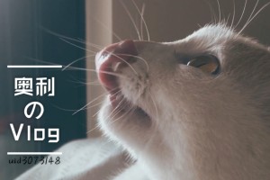 呼市地区刺猬疫情情况︰(呼市地区刺猬疫情情况如何)