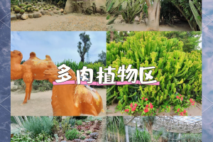 【厦门旅游游玩攻略/厦门游玩攻略3天】