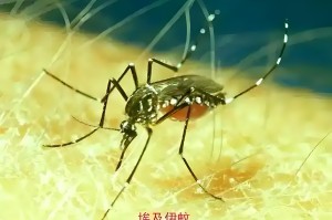 9月份疫情地区︰(9月底疫情)