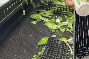 怎么去疫情封闭地区买菜.封闭期间如何买菜