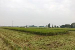 “德阳向阳地区疫情情况最新” 德阳向阳村？