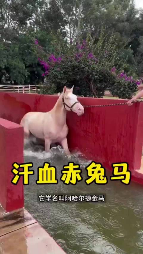 “汗血宝马多少钱	” 中国有几匹汗血宝马？-第1张图片
