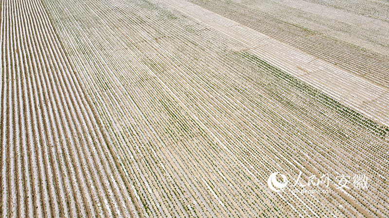 亳州地区疫情哪里严重了︰(2021安徽亳州疫情严重吗)-第3张图片