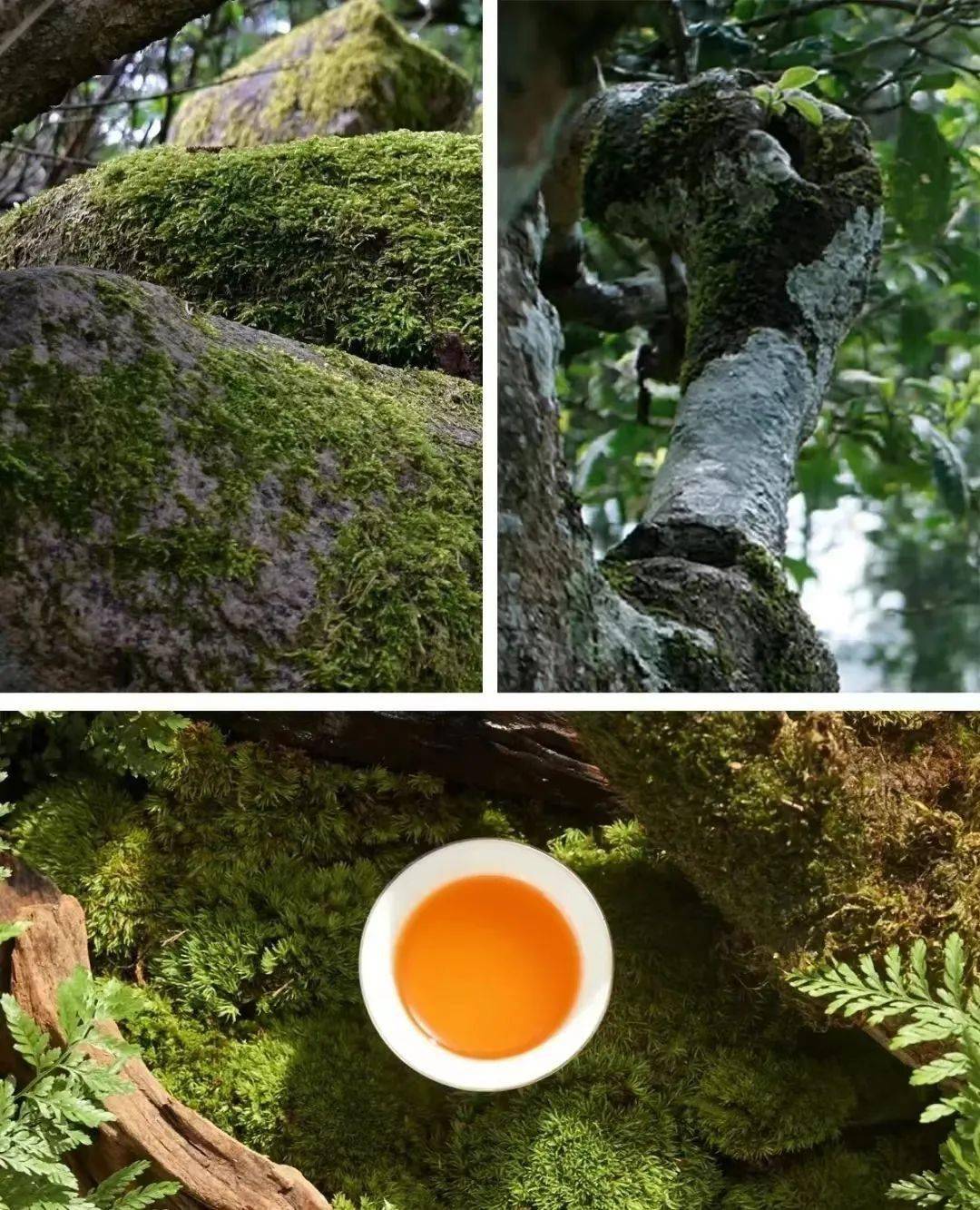 【疫情地区茶楼暂不开放/疫情期间茶叶店可开业吗】-第1张图片